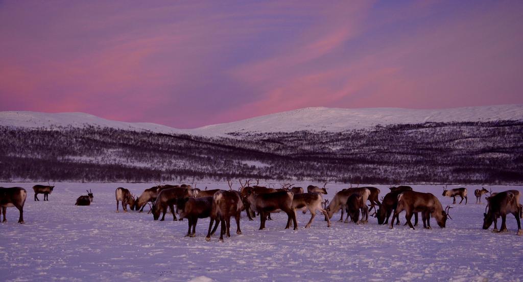 Kilpisjaerven Tunturimajat Villa Kilpisjarvi Bilik gambar