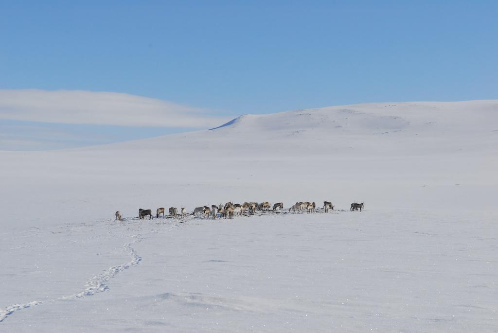 Kilpisjaerven Tunturimajat Villa Kilpisjarvi Luaran gambar